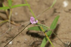 Strophostyles leiosperma
