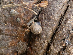 Xerotricha conspurcata