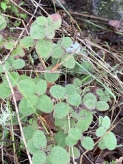 Lonicera hispidula