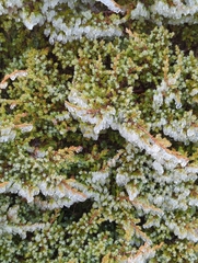 Juniperus squamata