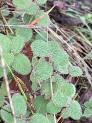 Lonicera hispidula