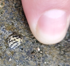 Nerita tessellata