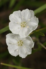 Stylisma pickeringii pattersonii