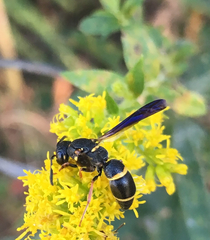 Parancistrocerus histrio