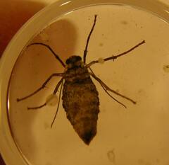 Operophtera occidentalis