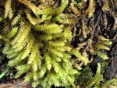 Dendroalsia abietina