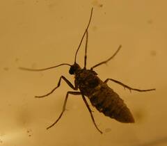 Operophtera occidentalis