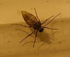 Operophtera occidentalis