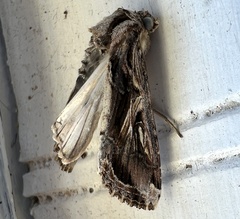 Spodoptera dolichos