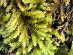 Dendroalsia abietina