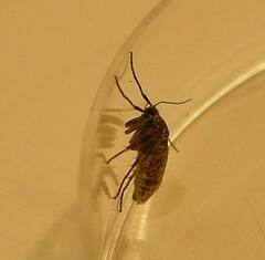 Operophtera occidentalis