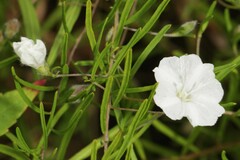 Stylisma pickeringii pattersonii
