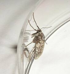 Operophtera occidentalis