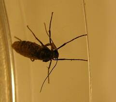 Operophtera occidentalis