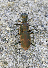 Ellipsoptera marginata