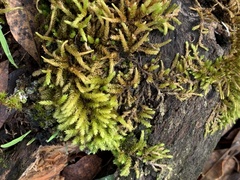 Dendroalsia abietina