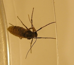 Operophtera occidentalis