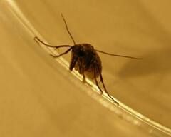 Operophtera occidentalis