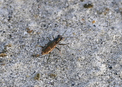 Ellipsoptera marginata