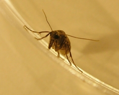 Operophtera occidentalis