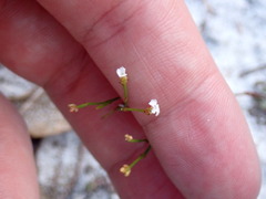 Stipulicida setacea