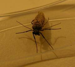 Operophtera occidentalis