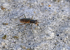 Ellipsoptera marginata