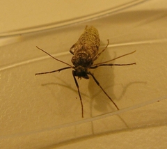 Operophtera occidentalis