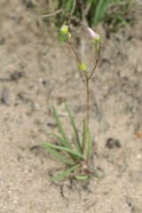 Phemeranthus rugospermus