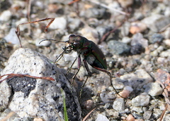 Cicindela purpurea