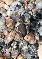 Cicindela purpurea