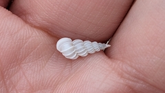 Epitonium humphreysii