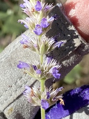 Agastache wrightii