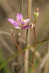 Phemeranthus rugospermus