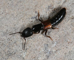 Thyreocephalus