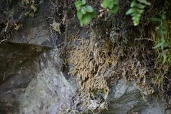 Lycopodiales
