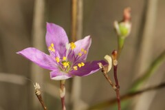 Phemeranthus rugospermus