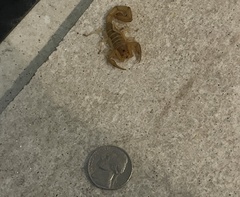 Centruroides testaceus