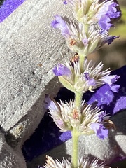 Agastache wrightii