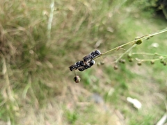 Megachile ferox