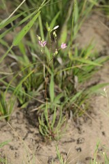 Phemeranthus rugospermus