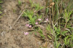 Phemeranthus rugospermus