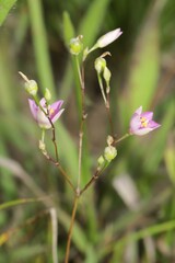 Phemeranthus rugospermus