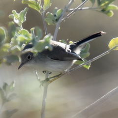 Polioptila