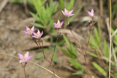 Phemeranthus rugospermus