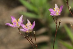 Phemeranthus rugospermus
