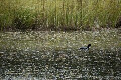 Fulica ardesiaca