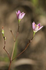 Phemeranthus rugospermus