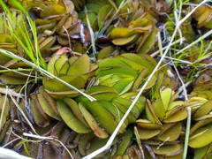 Salvinia biloba