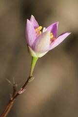 Phemeranthus rugospermus